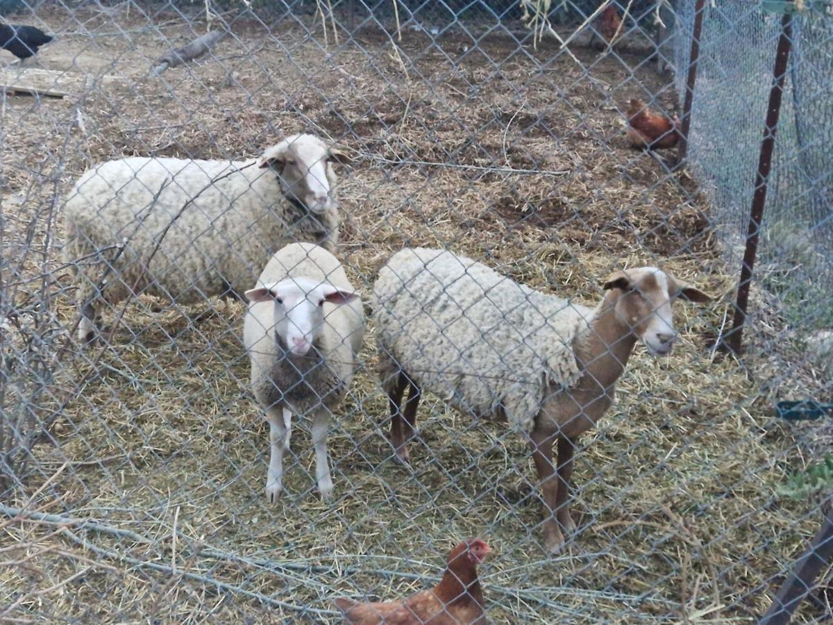 Bastide Bellugue Maison D'Hotes Reseau Bienvenue A La Ferme A 3 Minutes De Lourmarin Bed & Breakfast Cadenet Bagian luar foto