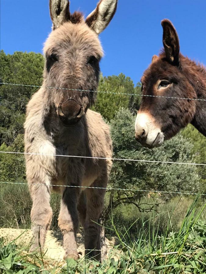 Bastide Bellugue Maison D'Hotes Reseau Bienvenue A La Ferme A 3 Minutes De Lourmarin Bed & Breakfast Cadenet Bagian luar foto